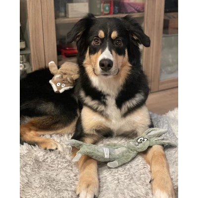 Itopfox No Stuffing Squeaky Crinkle Plush Dog Toys For Aggressive Chewers, Puppy Teething Toys For Small, Medium, Large Breed, Cute Bunny & Redfox 4 Itopfox No Stuffing Squeaky Crinkle Plush Dog Toys For Aggressive Chewers, Puppy Teething Toys For Small, Medium, Large Breed, Cute Bunny & Redfox - Image 4